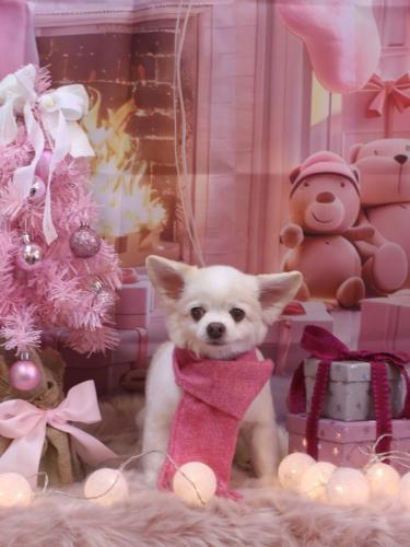 20241217ななちゃん